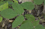 Nakedflower ticktrefoil